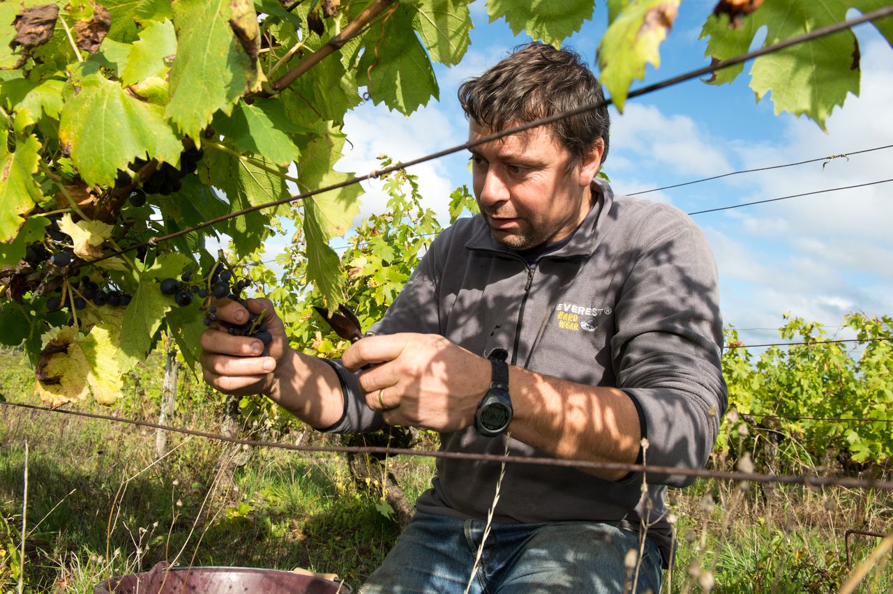 Vins Vigneron Anne & Emmanuel Houillon 8750